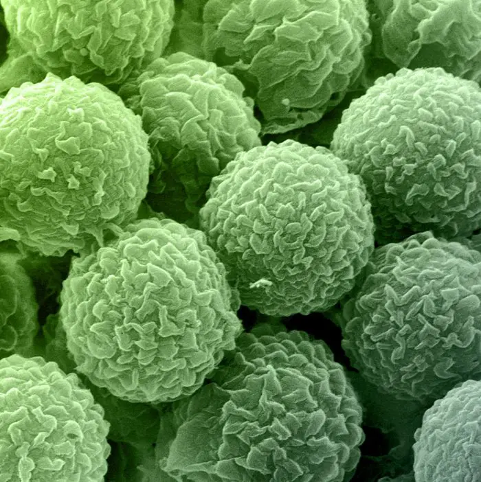 El Moho Guía Práctica Airalia.es