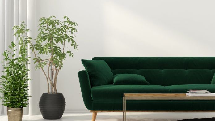 plantas que purifican el aire