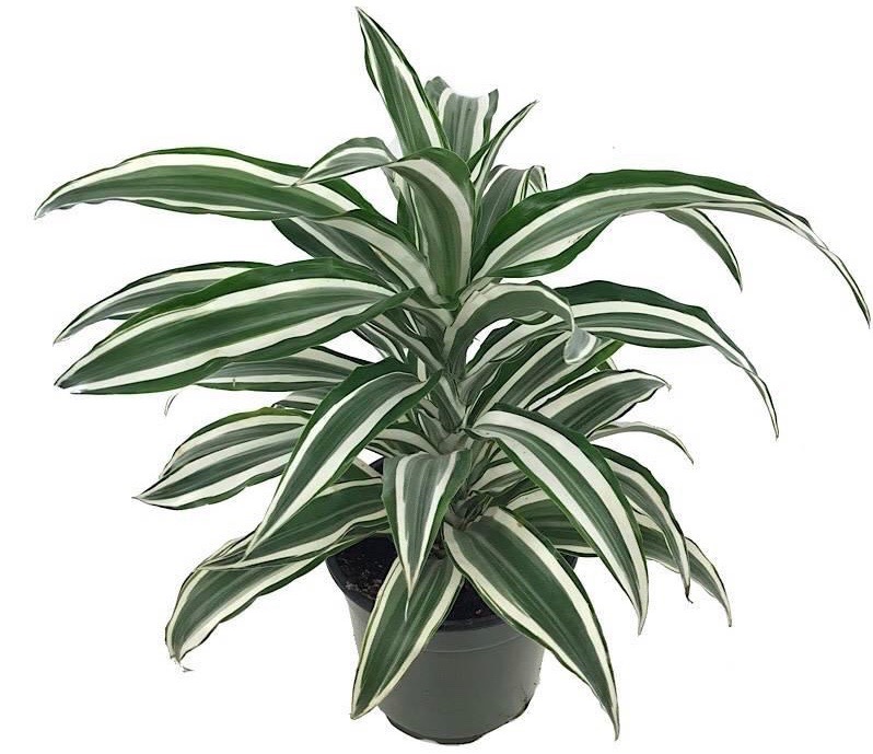 Dracena Dracaena deremensis