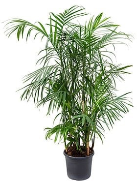 Palma de bambu