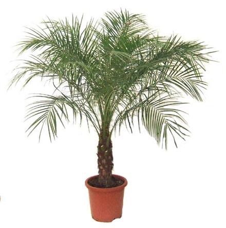 Palmera enana