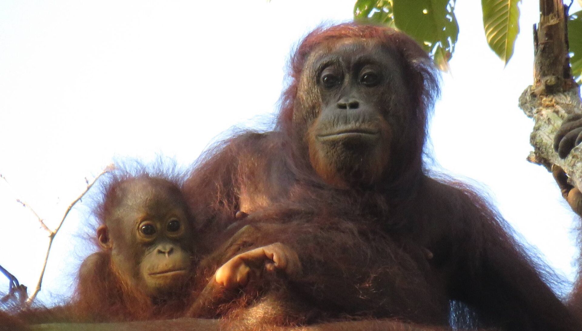 aceite de palma orangutan