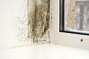 Problemas de moho en las ventanas
