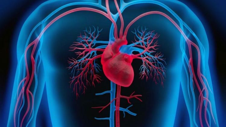 hipertension corazon cuerpo
