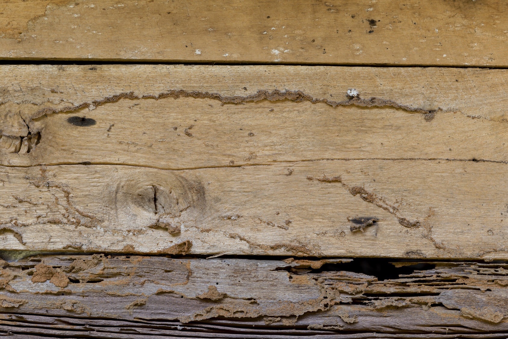 hongos madera humedad edificio