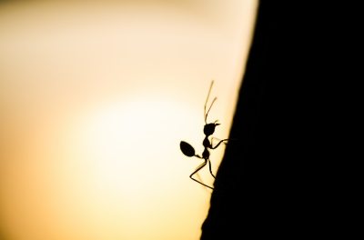 Foto de una hormiga al atardecer